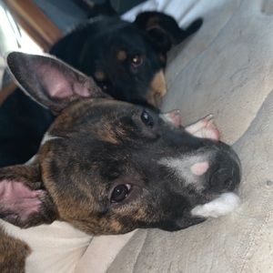 Meet your Posher, Sierra